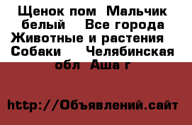 Щенок пом. Мальчик белый  - Все города Животные и растения » Собаки   . Челябинская обл.,Аша г.